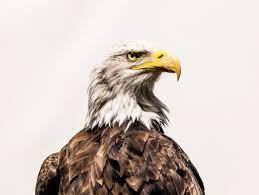 With five number one singles and six number one albums, six grammy awards, and five american music awards. Scientists Finally Identify A Deadly Toxin That S Been Killing Birds Wired