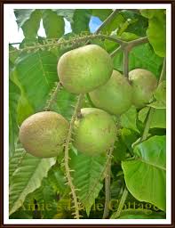Here are 2 possible meanings. Amie S Little Kitchen Buah Mata Kucing Brazil Dari Taman Firdaus