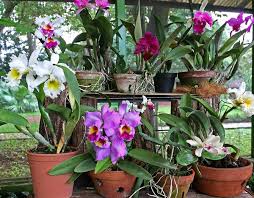 An east window, or a south window with light shading such as a sheer curtain from the middle of february to the end of october is ideal. Caring For Cattleya Orchids Temperature Humidity Light Etc