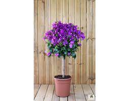 Bougainvillea is a showy and spectacularly colourful evergreen plant for the home, conservatory, or greenhouse. Bougainvillea Stamm Grande