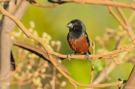 Image result for Morinda angolensis