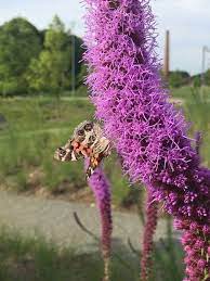 Happy Earthday From The Ncma To Honor The 50th Anniversary Of Earth Day This Week We Offer Ways To Attract And Support Wildlife In Y Garden Wildlife Flowers