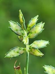 Image result for Queenslandiella