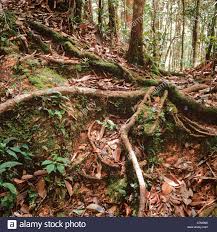 Последние твиты от sarawak travel, malaysia, borneo (@sarawaktravel). Mulu Nationalpark Sarawak Borneo Ost Malaysia Luftwurzeln Von Laubbaumen Zu Stutzen Wurzeln Reiche Unterholz Stock Stockfotografie Alamy