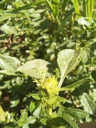 Image result for Amaranthus thunbergii