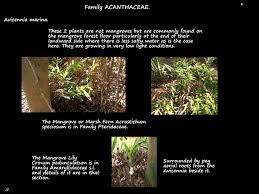 Image result for Avicenniaceae