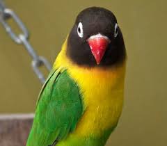 The psittacoidea (true parrots), the cacatuoidea. Parrots As Pets Pet Birds By Lafeber Co