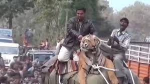 Old Video Of Man-eater Tiger Being Tied ...