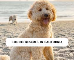 Find labradoodles for sale in riverside, ca on oodle classifieds. Doodle Rescues In California Top 4 Adoptions 2021 We Love Doodles