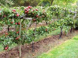 However, some trees adapt better to espalier than others. Adrian Fruit Garden Plants Growing Fruit Trees