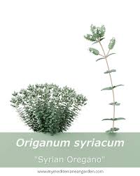 Image result for Origanum