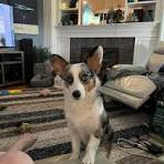 Blue Merle corgi? : r/corgi