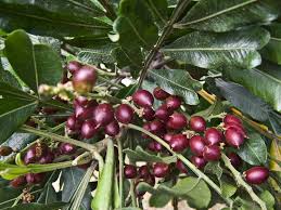 Image result for Filicium decipiens