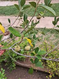 Image result for Vitellariopsis