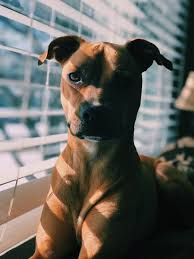 3333 west ave , san antonio, tx 78213. Dotty Pet Grooming San Antonio Petscare