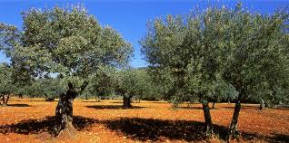 L'olivier, arbre éternel et élixir de jouvence - Passion Provence