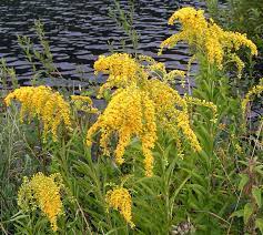 Goldenrod Kentucky State Flower Goldenrod Flower Cool Plants