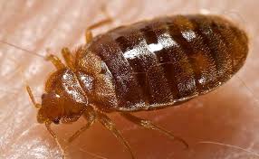 Les piqûres de cet insecte rampant peuvent causer des démangeaisons atroces. Punaise De Lit Comment Vit Elle Comment L Eradiquer De La Maison