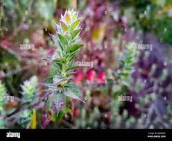 Image result for Lepidagathis scariosa