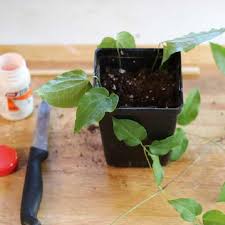On aug 31, 2001, smiln32 from oklahoma city, ok (zone 7a) wrote: How To Grow Clematis From Cuttings Empress Of Dirt