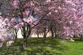 Cerasifera 'thundercloud') is easily the most popular purple leafed plum in america, and justly so. Purple Leaf Plum Plant Care Growing Guide