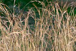 Image result for Hyparrhenia poecilotricha