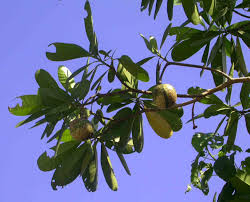 Image result for Voacanga thouarsii