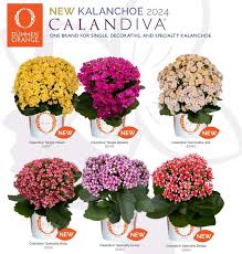 Image result for Kalanchoe calandiva