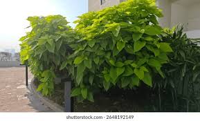 Image result for Pisonia