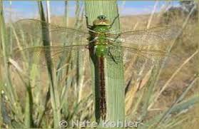 Image result for Pteleopsis anisoptera