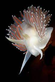 flabellina trophina nudibranch baranof island alaska limace de mer la vie aquatique animaux coloriage monstre confiture reddit