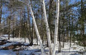 This pioneer species is quick to colonize open spaces, especially where there is bare soil. Bark A Great Way To Identifying Trees In The Winter Unh Extension