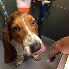 You should make the process active and engaging to keep them interested. Lumberton Nc Basset Hound Meet Elvis A Pet For Adoption
