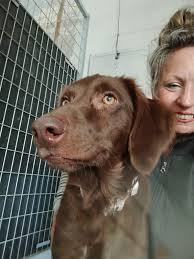 Lost cat in north chesterfield area