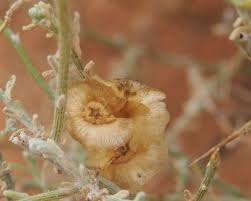 Image result for Salsola aphylla