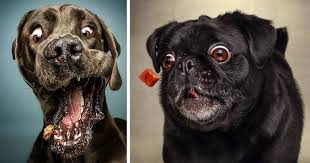 Pet portraits make the perfect gift! Hilarious Expressions Of Dogs Trying To Catch Treats In Mid Air Bored Panda