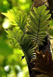 Image result for Drynaria