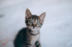 Tabby little curious kitten with green eyes · Free Stock Photo