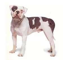 We have everything related to alapaha blue blood bulldogs. Alapaha Blue Blood Bulldog Puppies For Sale Pets4you Com