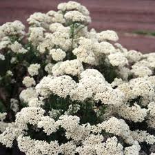 We did not find results for: Aussie Plants Online For Australian Gardens