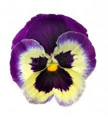 Isolated Pansy Over White Background Pansies Flowers Pansies Flower Painting