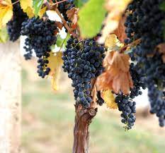 Check spelling or type a new query. Annual Growth Cycle Of Grapevines Wikipedia