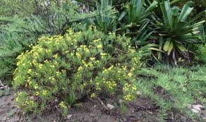 Image result for Euryops subcarnosus