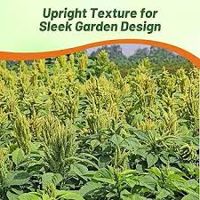 Image result for Amaranthus thunbergii