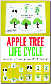 The other side, reveals 5 apples glued to the tree, along with the poem 5 little apples. Apple Tree Life Cycle Printables Gift Of Curiosity