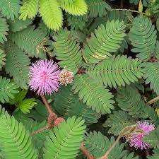 Mimosa Pudica Sensitive Plant Seeds Sensitive Plant Plants Flower Seeds