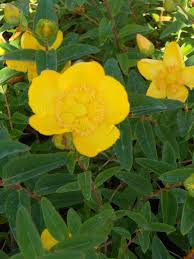 Image result for Hypericum