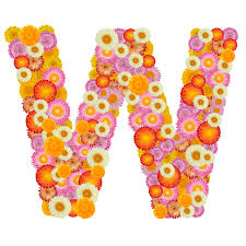 Die letter sollen das erbe der marke nachzeichnen. Buchstabe B Alphabet Mit Strohblume Auf Weissem Hintergrund Lizenzfreie Fotos Bilder Und Stock Fotografie Image 55253206