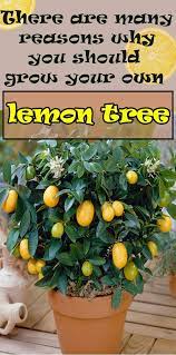 Grow Your Own Lemon Tree From Seed Lemon Tree From Seed Simple Health Health Food