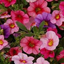 Pin On Landscaping Ideas